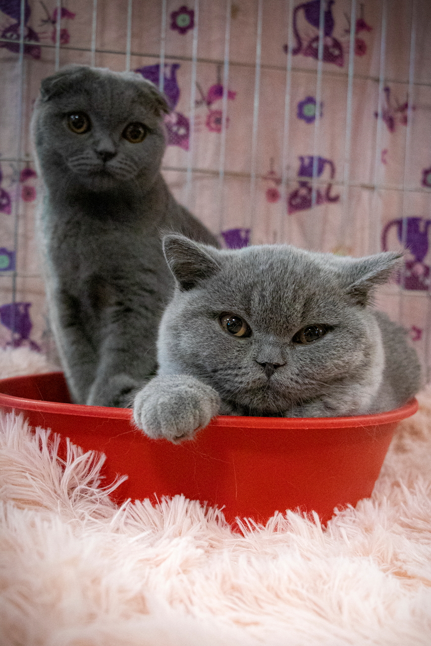 AlphaZoo – Nemzetközi&nbsp;Macskakiállítás